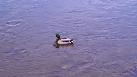 male mallard duck floating on the running water of river near the park in romania