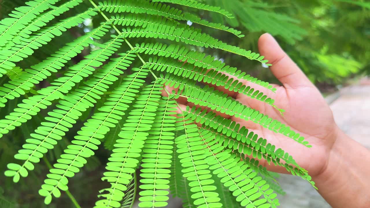 Closeup of hand touching the leaves of gulmohar (Delonix regia), or Royal Poinciana tree
