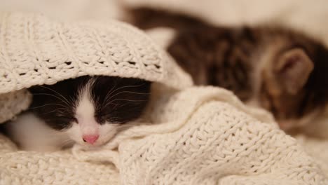 sleepy kitten underneath a cosy woollen blanket