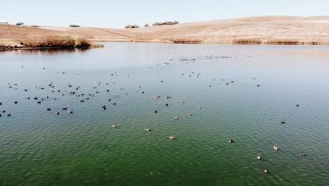 A-raft-of-ducks-rests-on-the-water-at-Steamboat-Springs,-Colorado,-USA