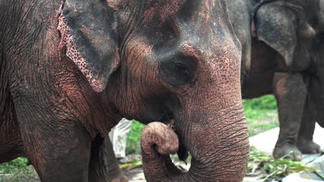 Asian-elephants-grazing-on-palm-leaves-in-elephant-sanctuary,-Thailand