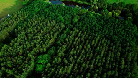 dense tree canopies with flowing stream in springtime