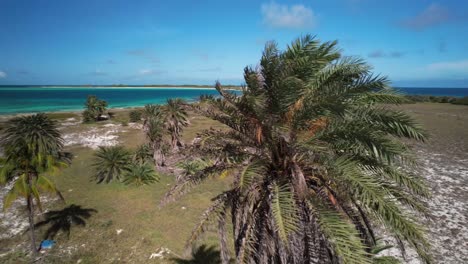 Palm-tree-overlooking-a-turquoise-beach-under-a-clear-blue-sky,-aerial-view