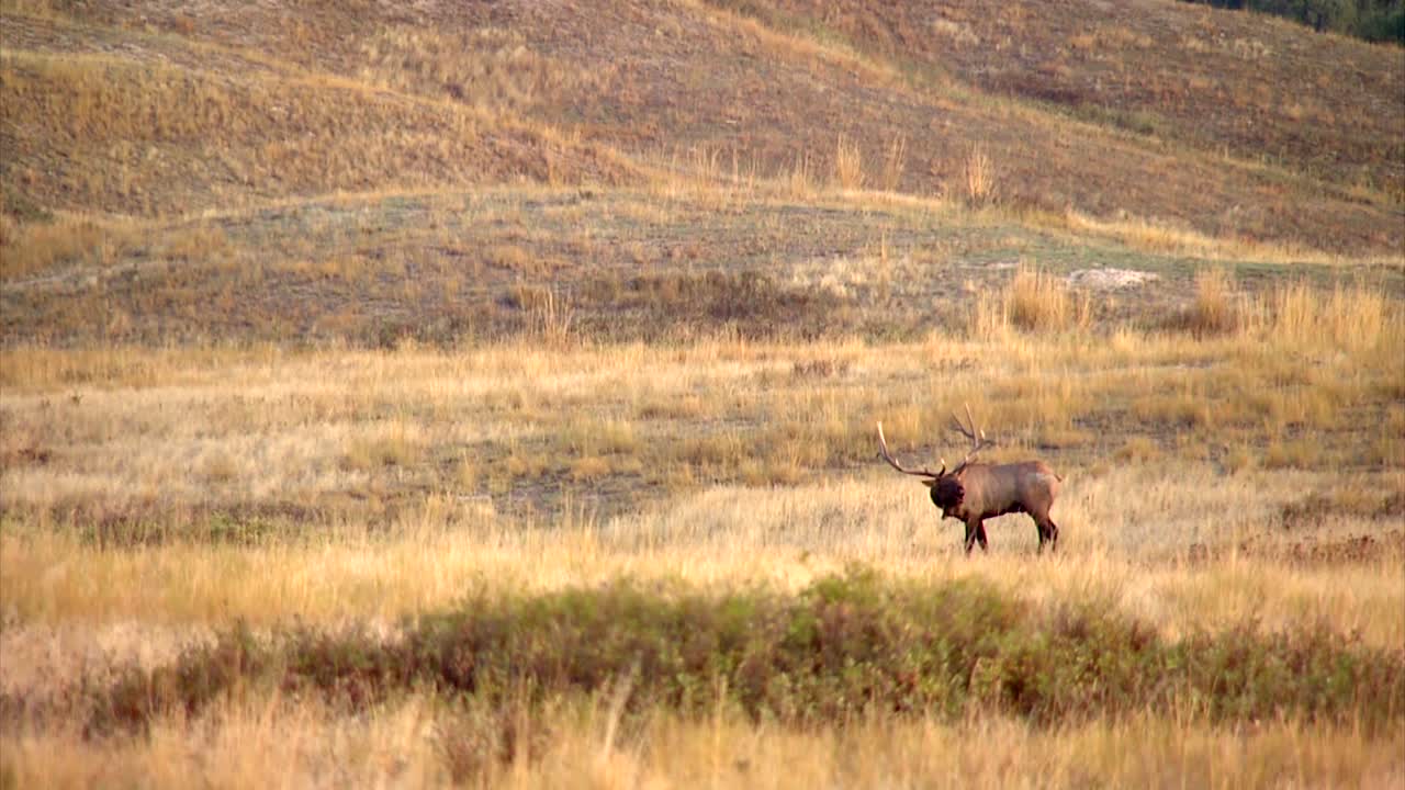 북미 대초원에서 엘크 나팔