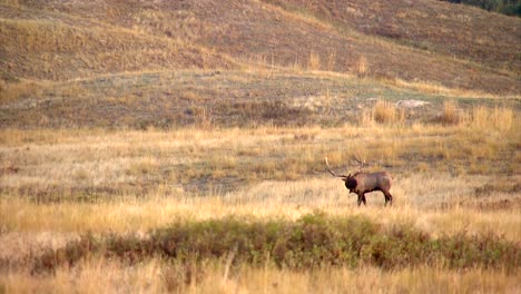 elanden bugling in noord-amerikaanse prairie