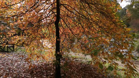 hermoso árbol de otoño en el reino unido