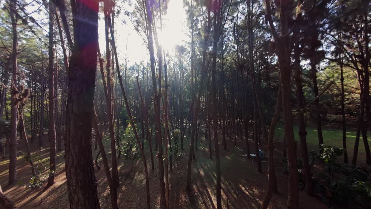 FPV Flight Through Trees At Aniana Vargas National Park With Bright Sun In Cotui, Dominican Republic. - aerial shot