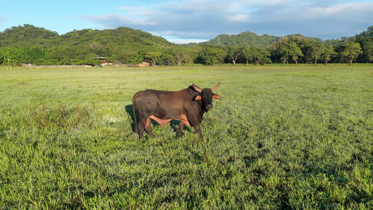 Grande toro in piedi in un pascolo verde con montagne sullo sfondo