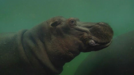 two hippos swimming underwater in animal park behind safety glass