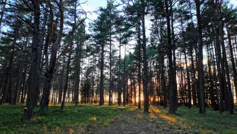 looking back while hiking through a forest at sunset as he sun shines through the trees