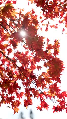 bright sunlight shines through vivid red japanese maple leaves against a clear sky. vertical video