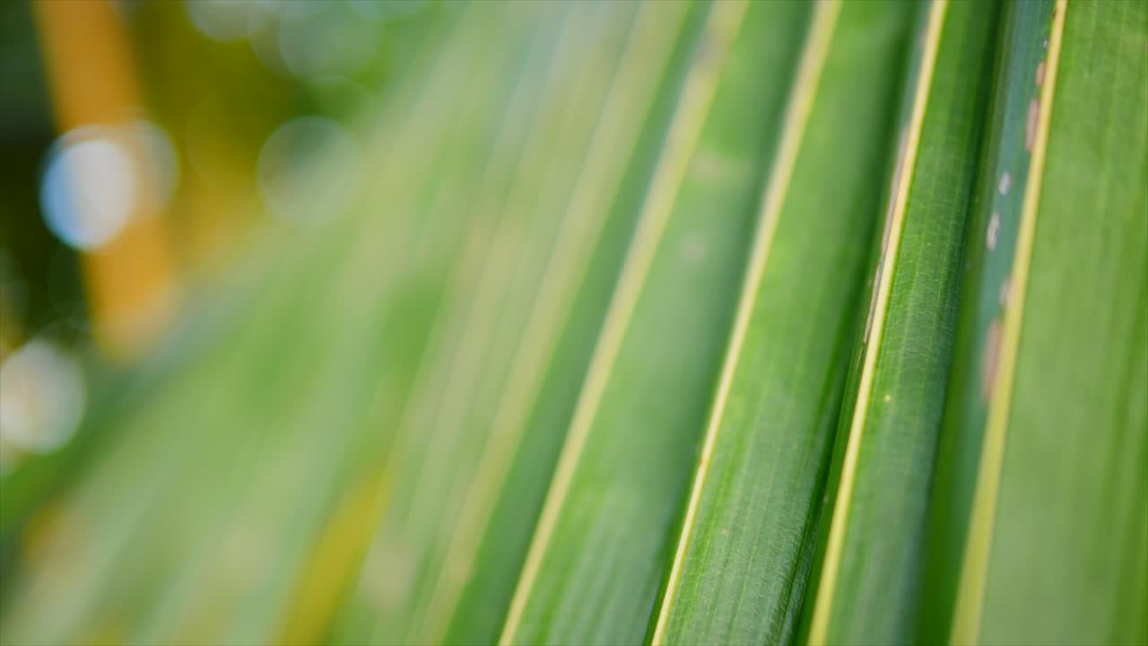 Close-up of Lush Green Palm Leaves
