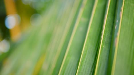 close-up of lush green palm leaves