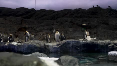 Eine-Gruppe-Von-Eselspinguinen-Steht-In-Der-Penguin-Cove-Ausstellung-Im-Bird-Paradise-Zoo-In-Singapur