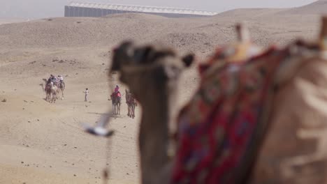 Close-up-view-of-tired-camel-with-colorful-saddle-waiting-and-resting-in-Cairo,-Egypt