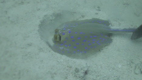 Bluespotted-Stingray-Im-Roten-Meer-Neben-Dem-Korallenriff