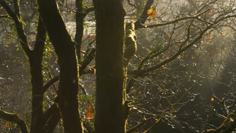 Incredible-Sunrise-Light-Through-Autumn-Trees-as-Camera-Pans-to-Dramatic-Waterfall-in-Wales-UK-4K