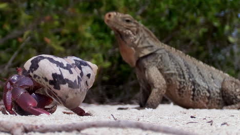 un cangrejo ermitaño y una iguana cerca de una playa tropical