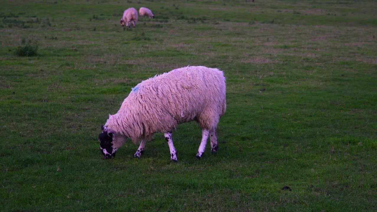 저녁에 들판에서 울타리를 친 녹색에서 풀을 뜯는 양의 총