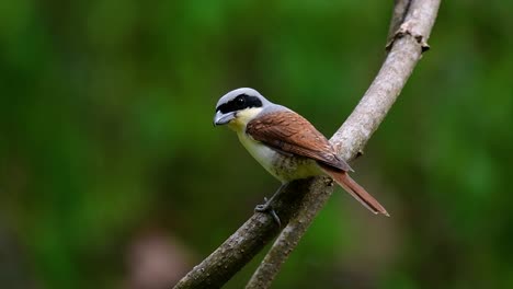 Der-Tigerwürger-Hat-Seinen-Namen-Von-Dem-Tigerähnlichen-Muster-Auf-Seinen-Federn,-Da-Er-Auch-Ein-Raubtier-Eines-Vogels-Ist,-Der-Sich-Von-Insekten,-Sehr-Kleinen-Säugetieren-Und-Sogar-Vögeln-Seiner-Größe-Ernährt