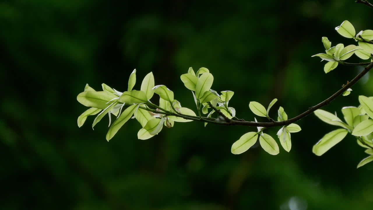 Backlit Green Leaves on a Branch