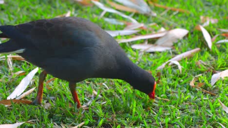 close-up-shot-of-Dusky-Moorhen,-Gallinula-tenebrosa-finding-and-feeding-food-on-grass-near-lake