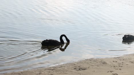 black swan gliding across calm river waters