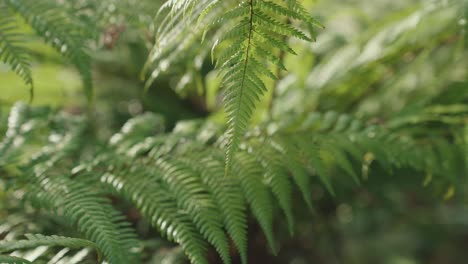 sunlight falling on fern leaves new zealand nature