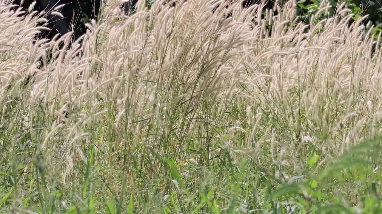 A detailed view of grass swaying gently in the breeze, showcasing natural movement and tranquility.