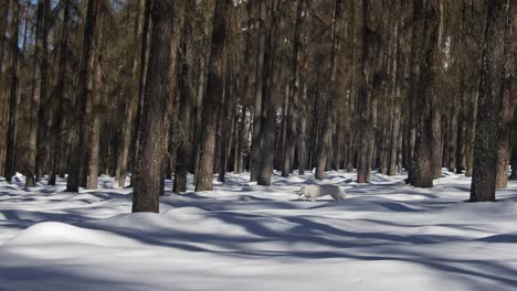 Weißer-Schweizer-Schäferhund-Läuft-Im-Verschneiten-Wald-In-Zeitlupe,-Weitwinkelaufnahme