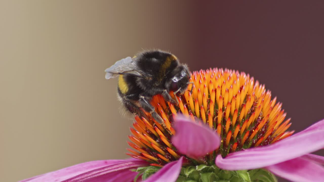un macro close-up de un abejorro en una flor de cono naranja recolectando polen