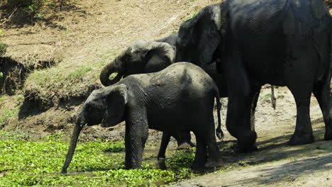 Three-African-elephants-drinking-from-a-pond-that-is-partially-covered-with-aquatic-plants