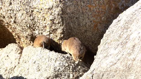 Dassie-horax-Springt-Auf-Felsen-In-Südafrika