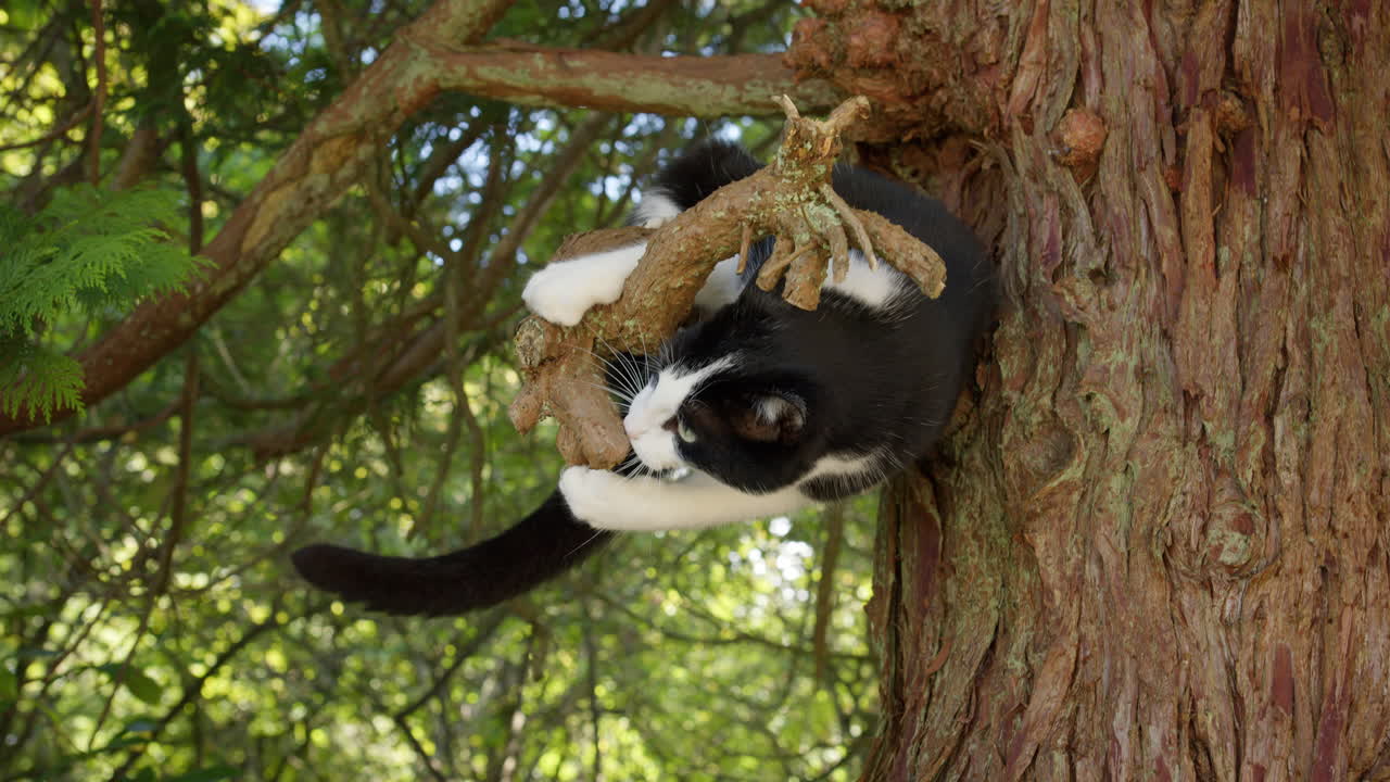 Playful domestic pet cat climbing tree outside in summer