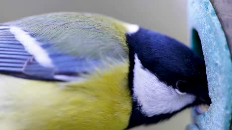 imagen macro cinematográfica en cámara súper lenta hd de un pájaro volando hacia un comedero para pájaros y comiendo semillas