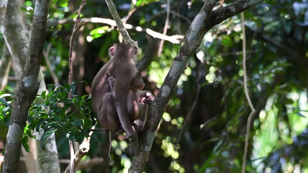 el macaco de cola de cerdo del norte es un primate comúnmente encontrado en el parque nacional de khao yai aunque es una especie vulnerable.