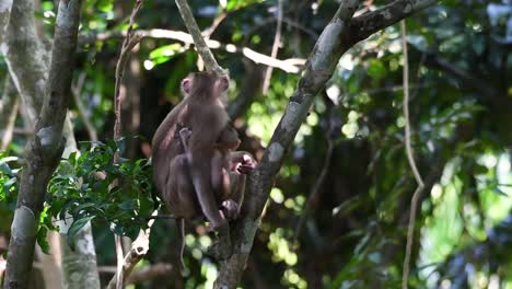 the northern pig-tailed macaque is a primate commonly found in khao yai national park though itâ€™s a vulnerable species