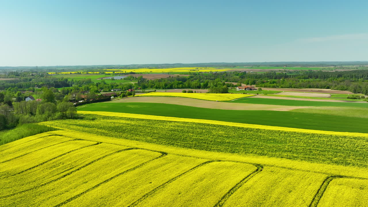 An aerial view of rolling yellow rapeseed fields interspersed with green fields and a single wind turbine in the background, under a clear blue sky