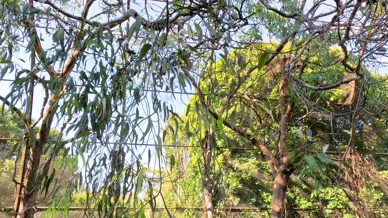 동물원 조류 에 있는 나무와 그물