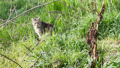gato callejero en el campo de hierba mirando a la cámara en el soleado día de abril