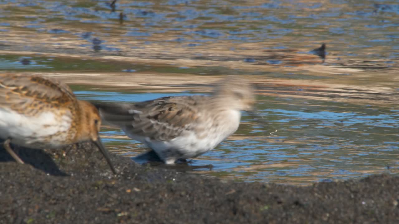 Beautiful Dunlin birds hunting for food on the black sand and water - close up