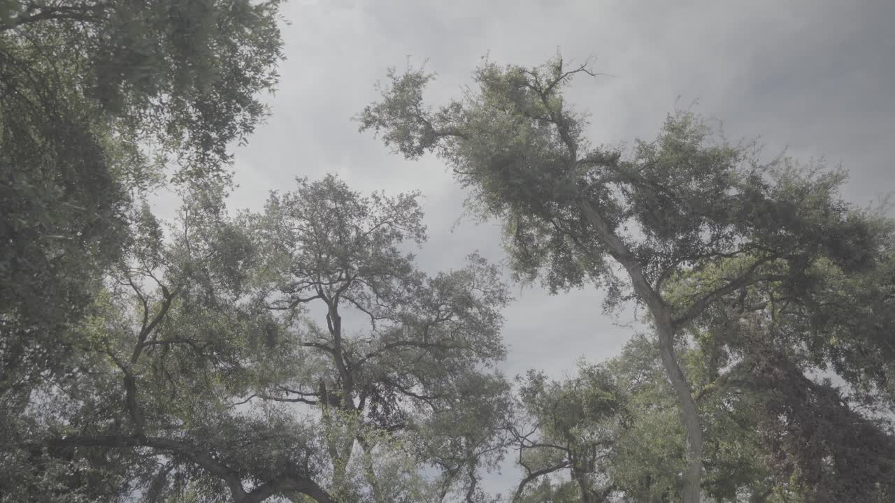 Slow establishing shot looking up at trees with the sun shining through