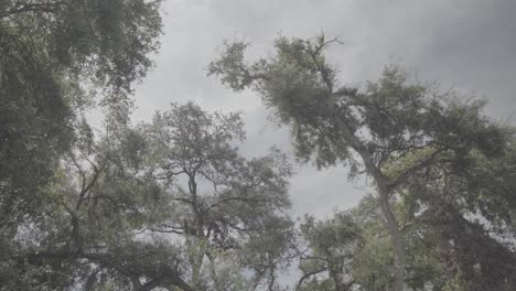 slow establishing shot looking up at trees with the sun shining through
