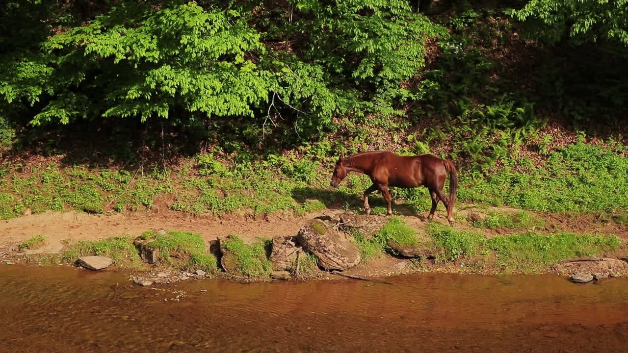 Brown Horse Walking Along Creek Walking up to Second Horse, Tracking Shot, Cinematic Slow Motion 60P