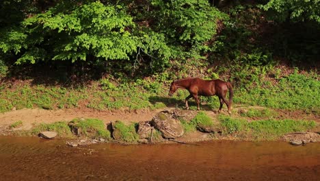 brown horse walking along creek walking up to second horse, tracking shot, cinematic slow motion 60p