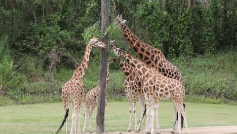 multiple giraffes eating leaves from a tree