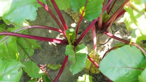 red beetroots, organic beets with leaves on soil background.