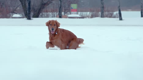 Golden-Retriever-Explorando-A-Través-De-La-Nieve-Profunda-En-Un-Parque-De-Invierno