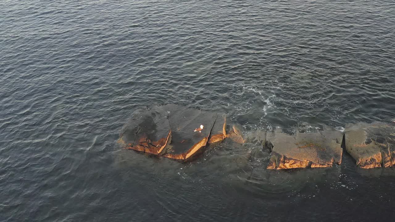 la gaviota está sola en el agua del muelle rocoso lamiendo la orilla del mar