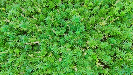 disparo de drones desde arriba hacia abajo de plantas de campo de cáñamo ondeando al aire libre en el desierto - disparo de drones en círculo